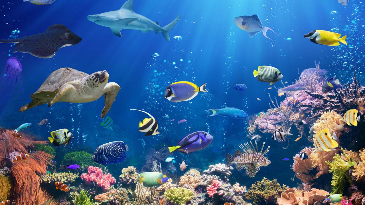 Underwater scene with a coral reef, colorful fish, and a sea turtle